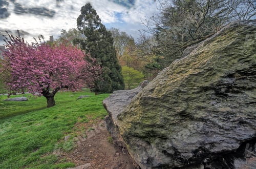 Preview: Spring In Central Park, New York City Early In The Morning With Cherry Trees