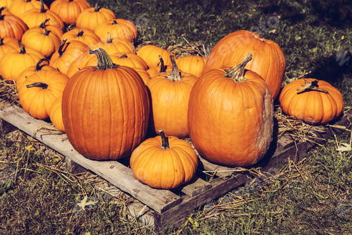 Preview: Pumpkins