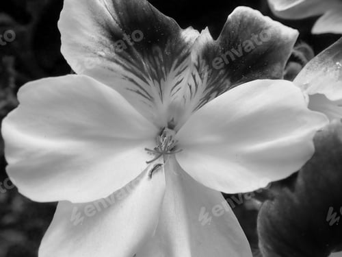 Preview: Violet Outdoors In Black And White