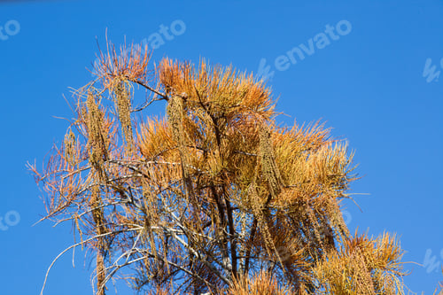 Preview: Autumn Tree Against A Blue Sky