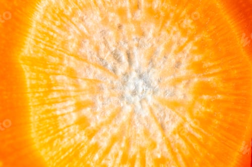 Preview: Close Up Of A Thin Slice Of Carrot Back Lit With A Beautiful Pattern And Glowing Orange Color
