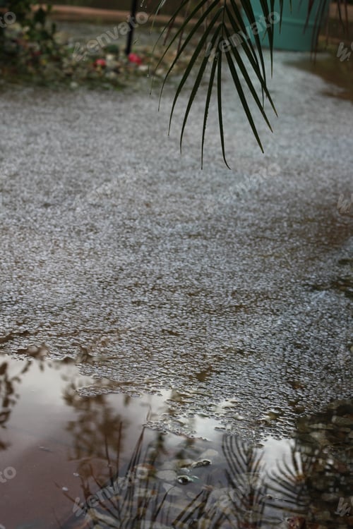 Preview: Palm Leave Fronds Reflected In Rain Water During A Hail Storm In Phoenix Arizona 4466