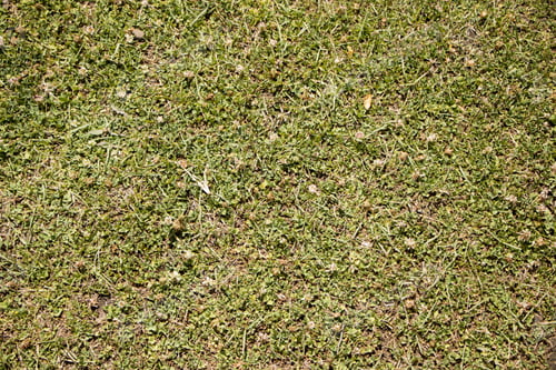 Preview: Grass In A Farm In Patagonia