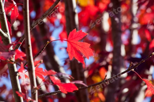 Preview: Autumn'S Red Leaves