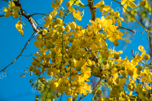 Preview: Closer View Of A Imperial Acacia, A Tree Mostly Used For Gardening - Saquarema, Rio De Janeiro