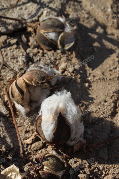 Preview: A Field Of Cotton Plants After Harvest 4662