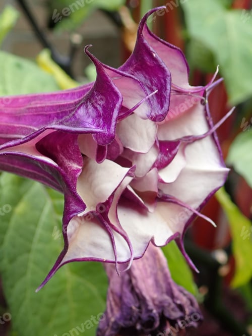 Preview: Purple And White Flower Outdoors