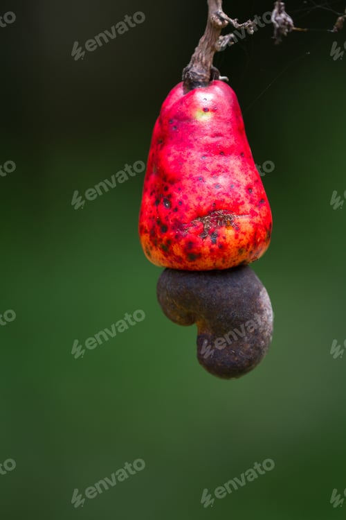 Preview: Close Up Or A Red Cashew Fruit On The Tree With A Natural Green Background