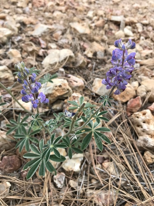 Preview: A Lupinus Sparsiflorus Plant With Flowers 4653