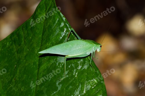 Preview: Green Grasshopper