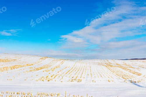 Preview: Rural Landscape Cornfield On A Winter Day