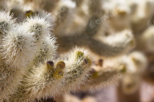 Preview: Cholla Cactus In The Joshua Tree National Park In Southern California