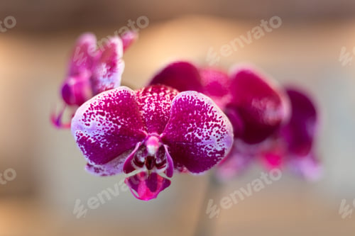 Preview: Pink Orchid With Blurred Background