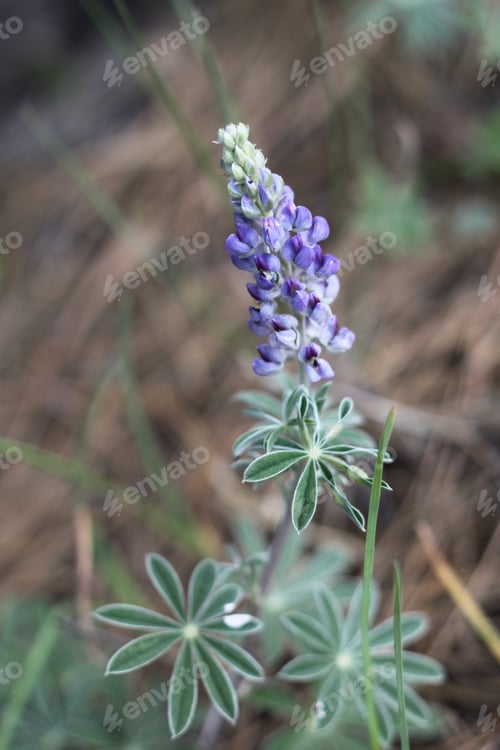 Preview: A Lupinus Sparsiflorus Plant With Flowers 8874