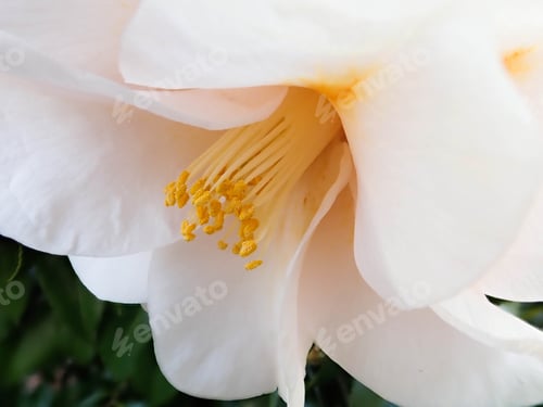 Preview: White Flower Close Up with Yellow Center