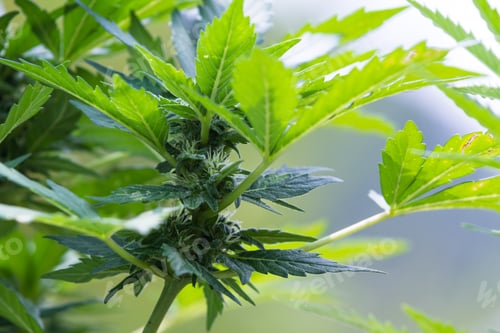 Preview: Close Up Of The Buds On A Small Cannabis Plant Growing Outdoors Under Bright Sunshine