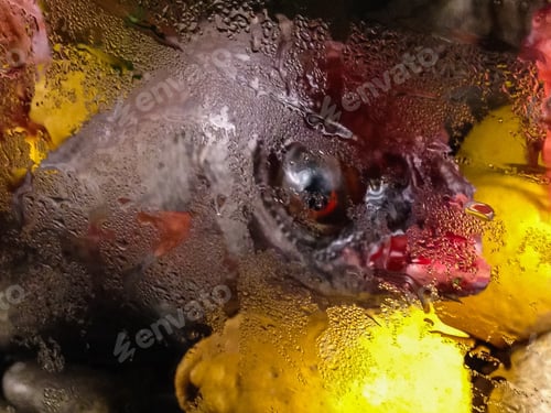 Preview: Fresh Fish On Display Behind A Fogged Display Window