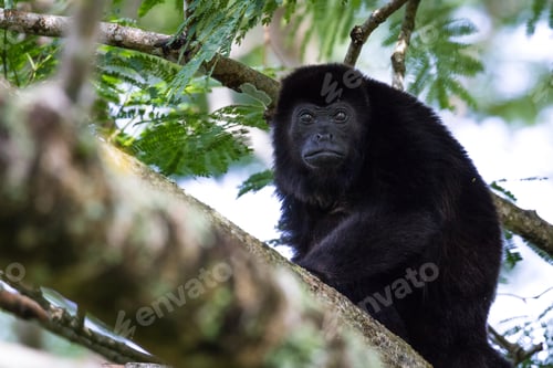 Preview: Howler Monkey Up A Tree In Guanacaste Costa Rica