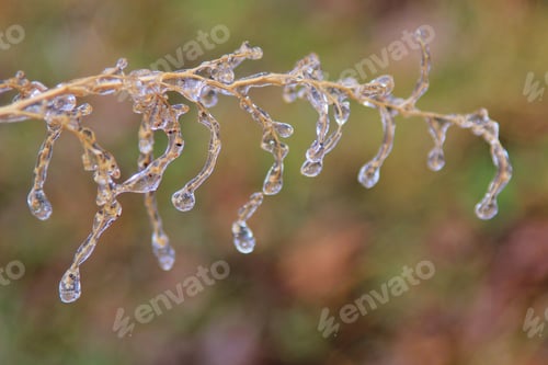 Preview: Ice Background - Icicles In Colorful Nature - Twig Of Droplets And Cold Weather