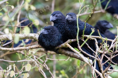 Preview: Close Up Of A Group Of Groove Billed Anis Perched On A Small Branch In The Rainforest Of Costa Rica