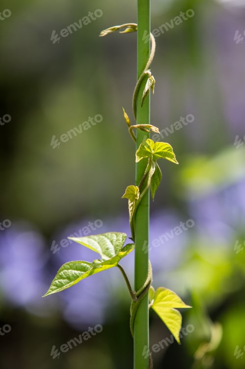 Preview: Ivy Growing Up Over A Plant In The Garden.