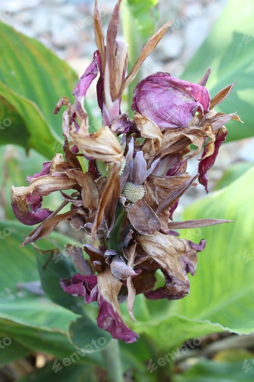 Preview: A Wilted Canna Lily Plant With Purple Leaves 5830