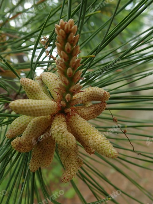 Preview: Pine Nuts Growing On A Tree