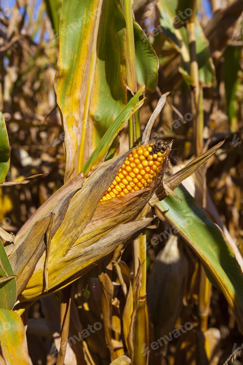 Preview: Corn Field