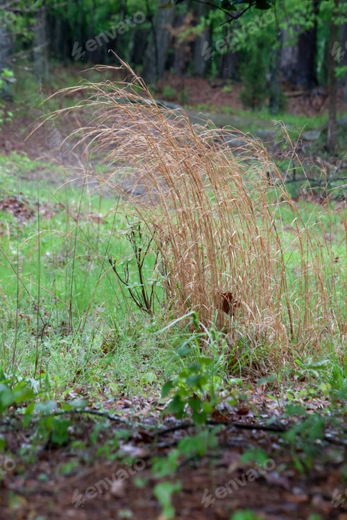 Preview: Broom Straw Growing Outdoors