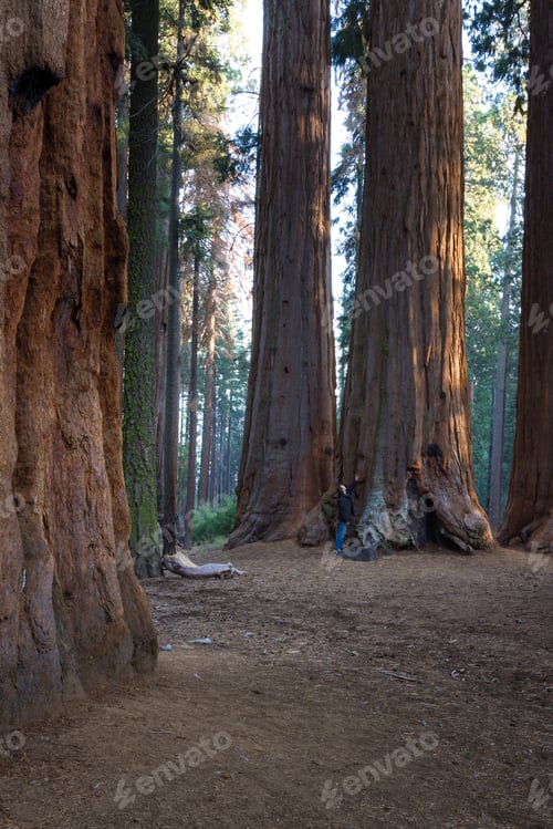 Preview: Big Sequoias In A Group With A Man Standing At The Base To Get An Idea Of The Size Of This Trees