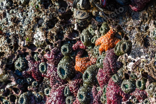 Preview: Cluster Of Ochre Sea Stars Exposed By The Low Tide Clinging To A Porous Rock Surface In The