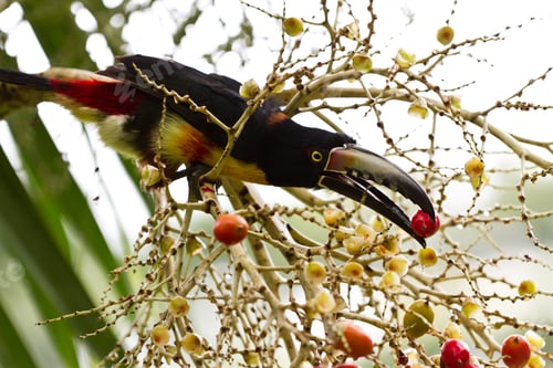 Preview: Closeup Of An Aracari Toucan In The Rain Forest Of Belize