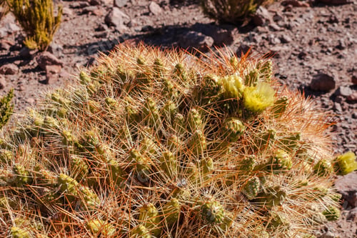 Preview: Atacama, San Pedro, Chile - Nature The Beauty Of The Desert