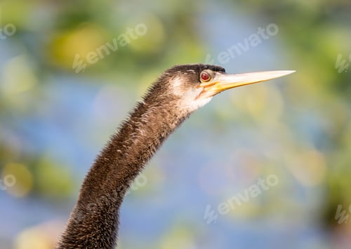 Preview: Backlit Anhinga Bird With Close Up Of Head And Red Eye In Florida Everglades