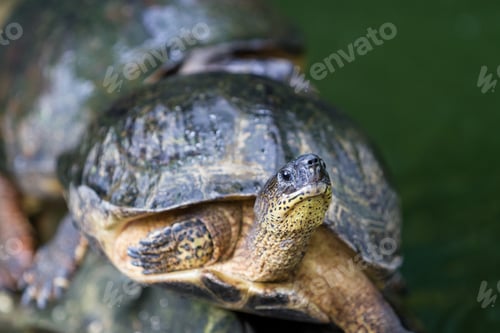 Preview: Close Up Of A Turtle Sunbathing On A Log In Costa Rica