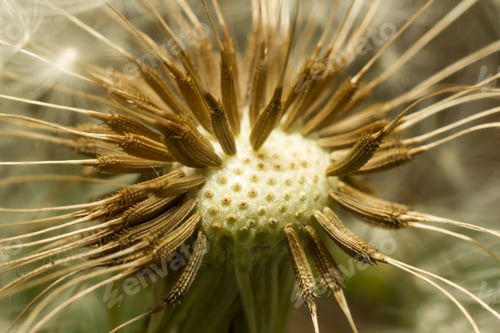 Preview: Macro Dandelion Close Up Detail Flower