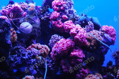 Preview: Amazing Coral Reef With Brilliant Blue And Pink Colors Underwater.