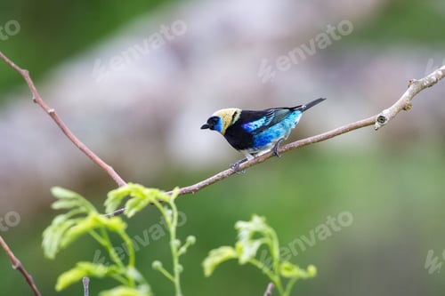 Preview: Golden Hooded Tanager Perched On A Tree Branch In The Rainforest Of Costa Rica