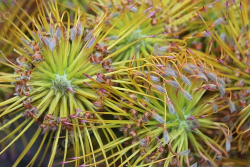 Preview: A Cluster Of Yellow Bird Nodding Pincushion Flowers 7450