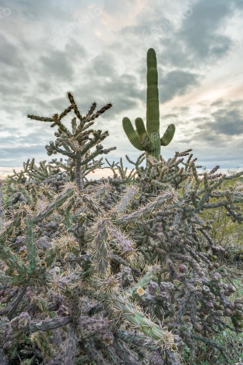 Preview: Sunset In Saguaro National Park Tucson