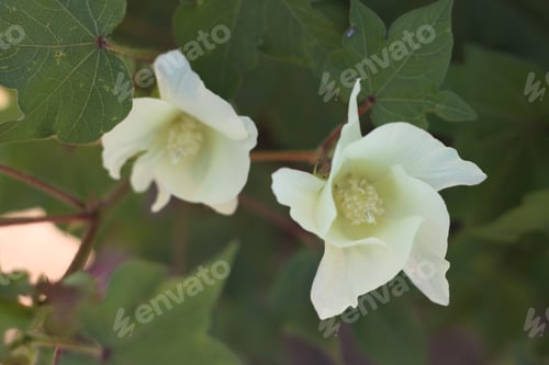 Preview: Cotton Plant Bushes With White Flowers