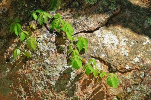 Preview: Virginia Creeper On A Rock Boulder - Colors In Nature Background - Surviving A Hard Life
