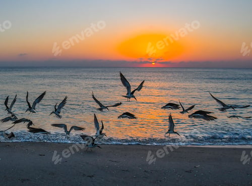 Preview: A Flock Of Black Skimmers Flying Over A Florida Beach As The Sun Rises And Reflects On The Water