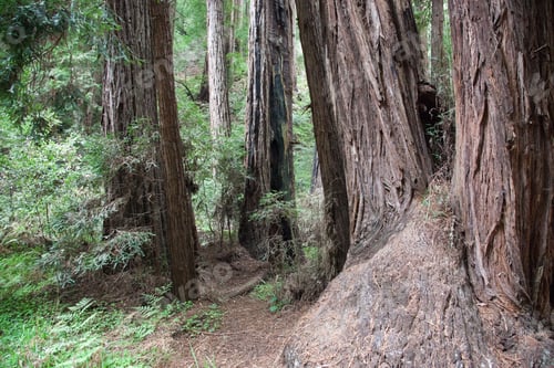 Preview: Redwood Trees In Muer Woods California