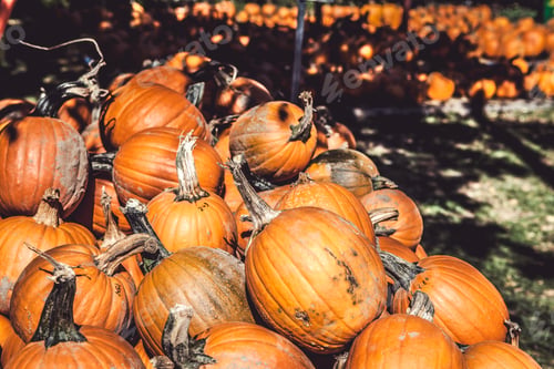 Preview: Pumpkins