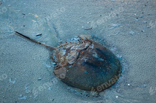 Preview: Horseshoe Crab In The Sand