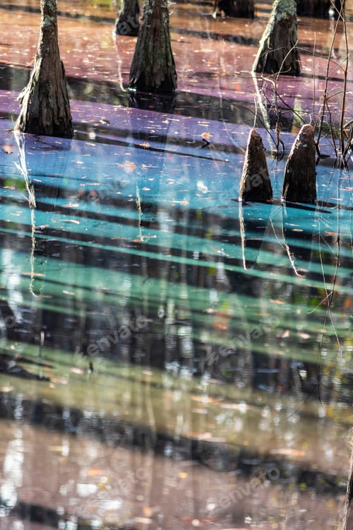 Preview: Rainbow Sheen In A Cypress Swamp As A Result Of Decomposing Leaves Releasing Tannins
