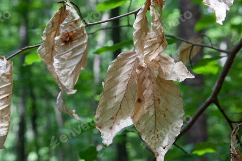 Preview: Dead Brown Leaves Outdoors