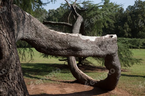 Preview: Tree Branch Bent To The Ground