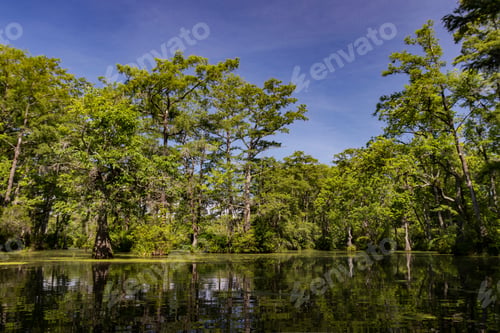 Preview: A Bald Cypress Swamp In The American South, North Carolina, Usa